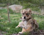 Собаки в Щелково: Каштанка Девочка, Бесплатно - фото 4