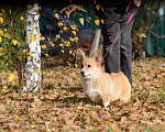 Собаки в Воронеже: Щенки Вельш Корги Пемброк Девочка, 75 000 руб. - фото 2