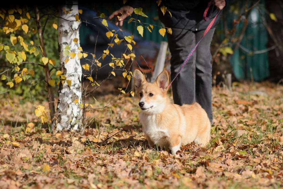 Собаки в Воронеже: Щенки Вельш Корги Пемброк Девочка, 75 000 руб. - фото 2