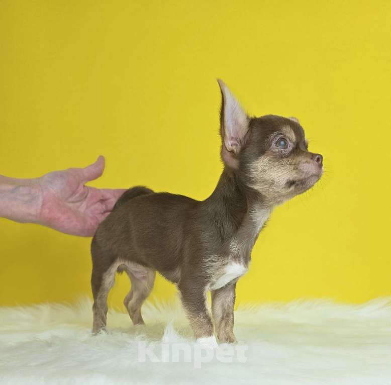 Собаки в Балашихе: Алистер Мальчик, 40 000 руб. - фото 5