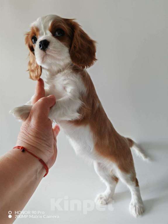 Собаки в других городах Московской области: Девочка кавалер Кинг Чарльз спаниель Девочка, 130 000 руб. - фото 6