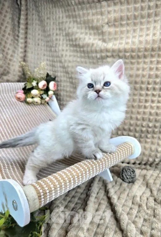 Кошки в Москве: Baron порода Невская маскарадная Мальчик, Бесплатно - фото 4