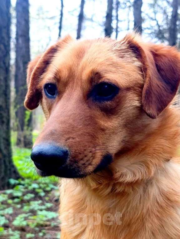 Собаки в Москве: Хомяк Мальчик, Бесплатно - фото 2