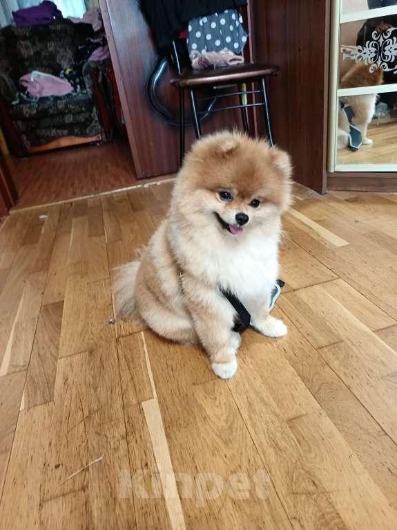 Собаки в Москве: Отдам в добрые руки Мальчик, 100 руб. - фото 2