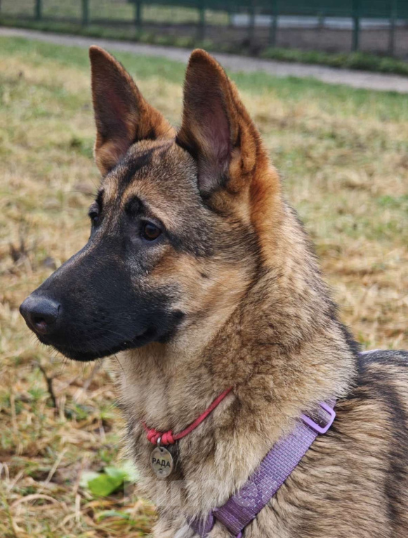 Собаки в Москве: Рада ищет семью Девочка, Бесплатно - фото 2