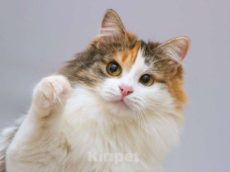 Кошки в Москве: Трёхцветная пушистая красавица Липа в добрые руки Девочка, Бесплатно - фото 3