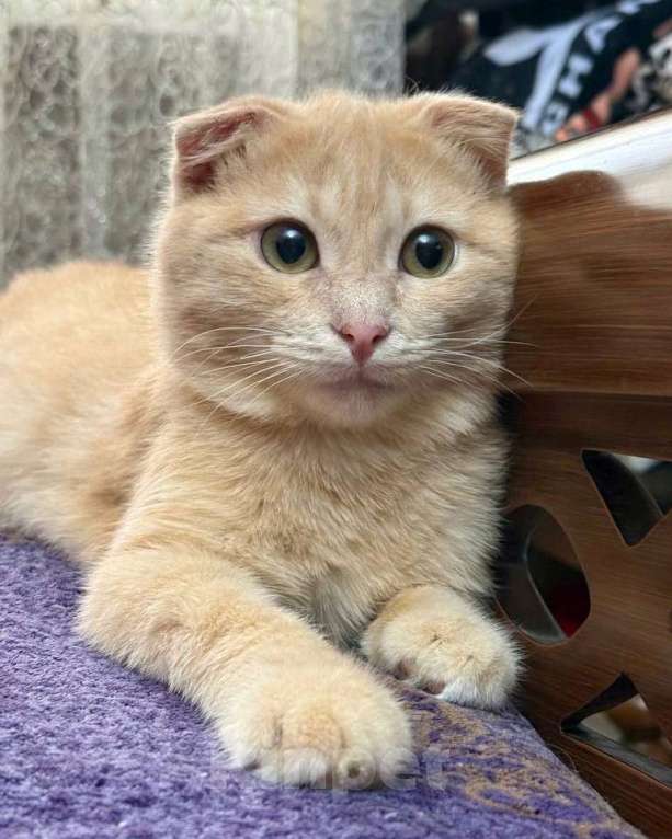 Кошки в Москве: Хома ищет дом  Мальчик, Бесплатно - фото 3