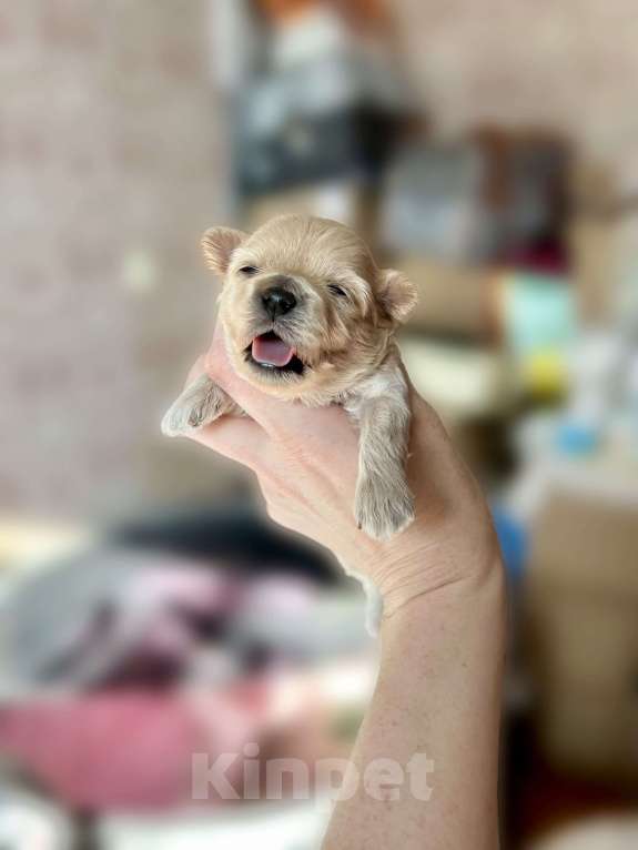 Собаки в Санкт-Петербурге: Мини мальтипу девочка Девочка, 180 000 руб. - фото 1