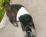 Собаки в Реутове: Девочка-щеночек в добрые руки Девочка, 1 руб. - фото 1