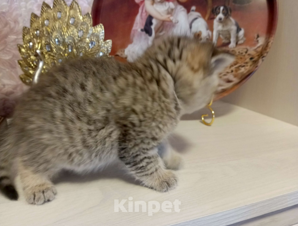 Кошки в Ижевске: Британская золотая шиншилла, киска Девочка, Бесплатно - фото 6