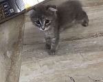Кошки в Краснодаре: Кошечка в добрые руки даром Девочка, Бесплатно - фото 1