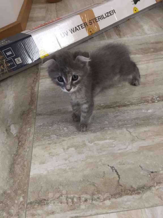 Кошки в Краснодаре: Кошечка в добрые руки даром Девочка, Бесплатно - фото 1