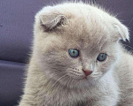 Кошки в Красноярске: Вязка с вислоухим шотландским котом, 1 500 руб. - фото 10