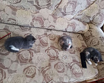 Кошки в Кудымкаре: Кошки, Бесплатно - фото 2