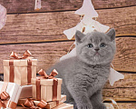 Кошки в Колпашево: Породистые котята к Новому году, 6 000 руб. - фото 5