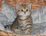 Кошки в Светогорске: Мраморный мальчик! Мальчик, 15 000 руб. - фото 2