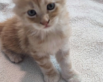 Кошки в Краснодаре: Продам котёнка мейн-кун Мальчик, Бесплатно - фото 4