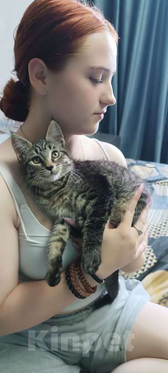Кошки в Шатуре: Кошечка в добрые руки Девочка, 100 руб. - фото 7