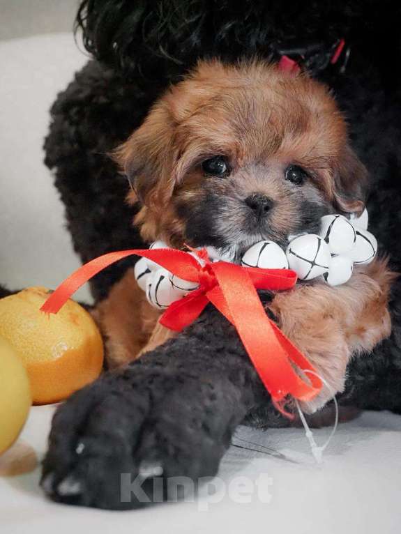 Собаки в Москве: Самые милые щеночки для Вас! Мальчик, Бесплатно - фото 2