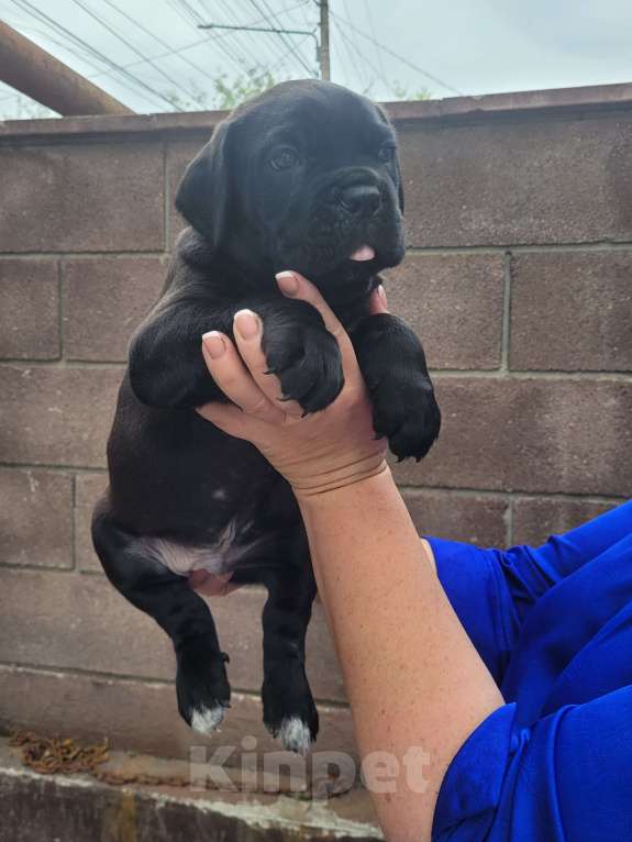 Собаки в Симферополе: B oжидании свoегo любящeго хозяина 🥰 Мальчик, 65 000 руб. - фото 9