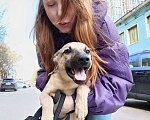 Собаки в Москве: Милые щенки в добрые руки Девочка, 1 руб. - фото 1