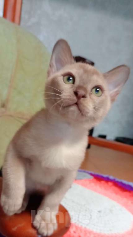 Кошки в Москве: Соболиный котик Мальчик, Бесплатно - фото 6