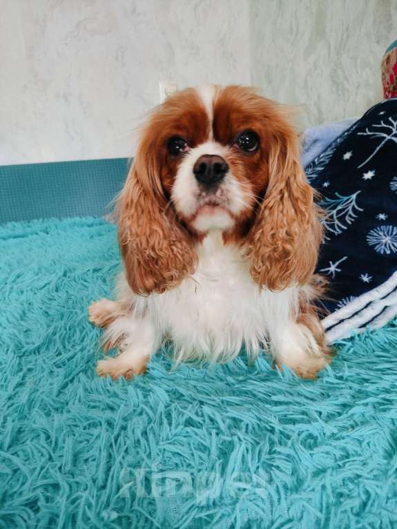 Собаки в Воронеже: Девочка окраса бленхейм Девочка, 50 000 руб. - фото 8