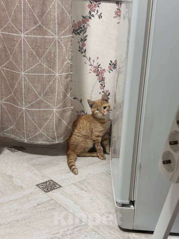 Кошки в Москве: рыжий котенок Солнышко ищет дом Мальчик, 10 руб. - фото 3