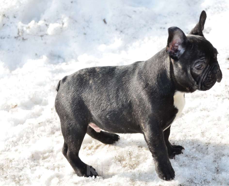 Собаки в Старом Купавне: Мальчик Веня Мальчик, 50 000 руб. - фото 2