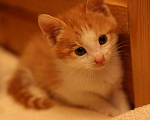 Кошки в Москве: Маленькие котята (2 мес.) в добрые руки Девочка, Бесплатно - фото 1