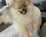 Собаки в Красноярске: Продам щенков померанского шпица Мальчик, Бесплатно - фото 8
