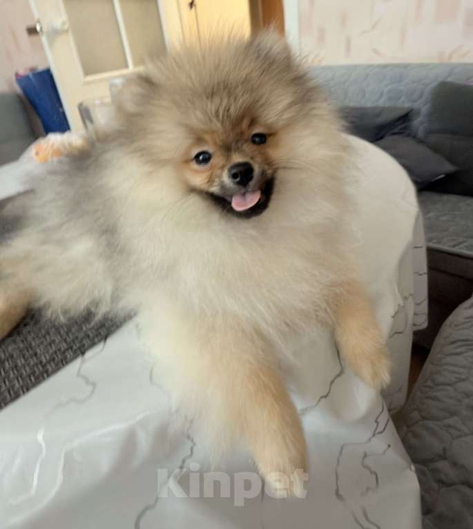 Собаки в Красноярске: Продам щенков померанского шпица Мальчик, Бесплатно - фото 8