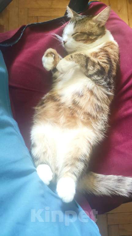 Кошки в других городах Воронежской области: Пропал любимый кот Мальчик, 10 000 руб. - фото 2