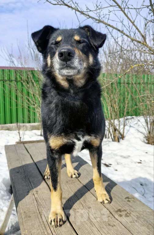 Собаки в Москве: Умный, верный, ласковый пес Жорж ищет дом Мальчик, Бесплатно - фото 7