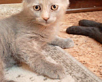 Кошки в Пензе: Отдадим котят бесплатно в добрые руки! Девочка, Бесплатно - фото 3