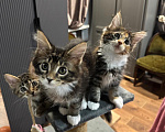 Кошки в Ростове-на-Дону: коты Мальчик, 25 000 руб. - фото 4