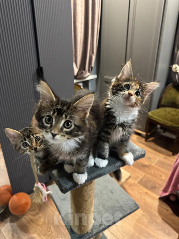 Кошки в Ростове-на-Дону: коты Мальчик, 25 000 руб. - фото 4