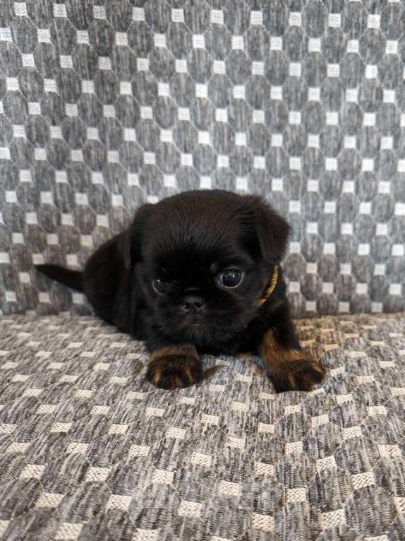 Собаки в Хабаровске: Щенки гриффона   Девочка, 80 000 руб. - фото 2