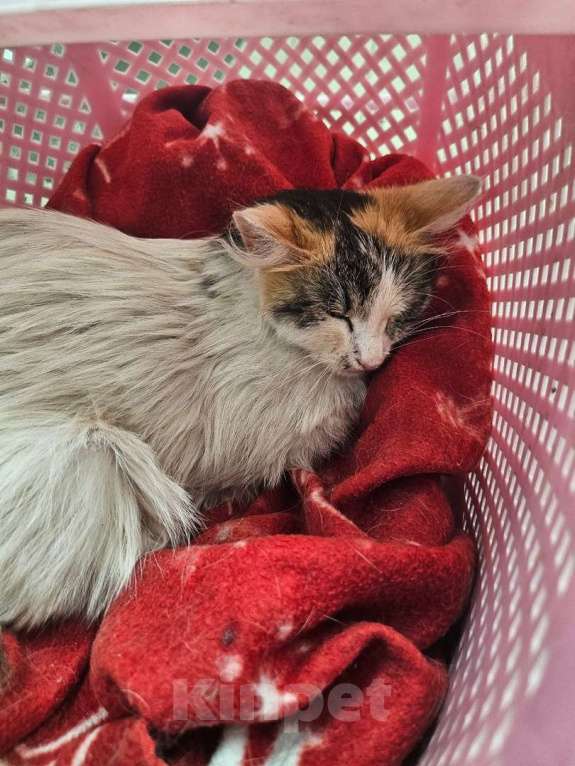 Кошки в Нижнем Новгороде: Добрая ласковая молодая кошка бесплатно  Девочка, Бесплатно - фото 2