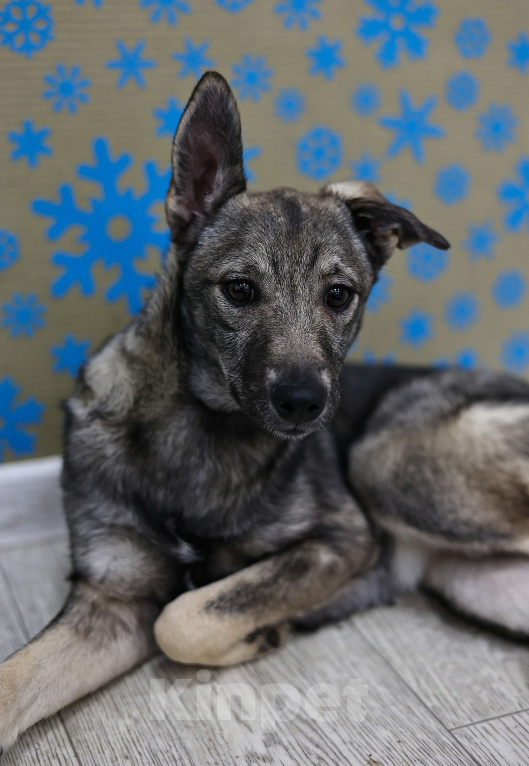 Собаки в Москве: Щенки бесплатно в Москве Девочка, Бесплатно - фото 7