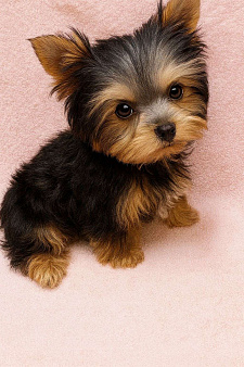 супер миник мальчик йорик