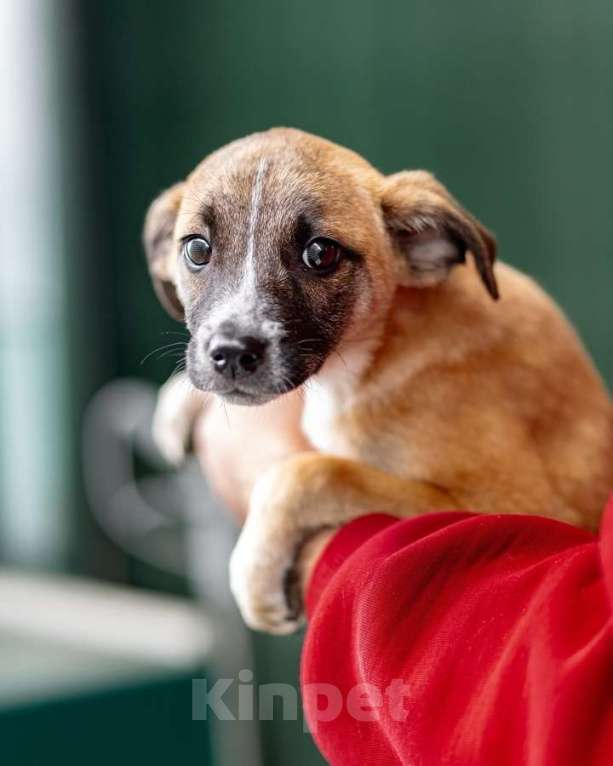 Кошки в Москве: Комочек ласки и нежности Лизи ищет дом. Девочка, Бесплатно - фото 2