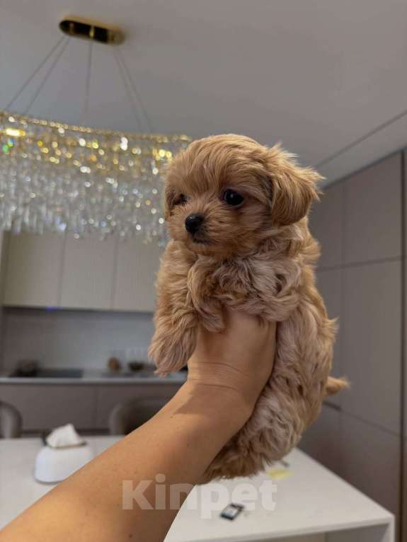 Собаки в Санкт-Петербурге: Мальтипу ,щенок Мальчик, 180 000 руб. - фото 7