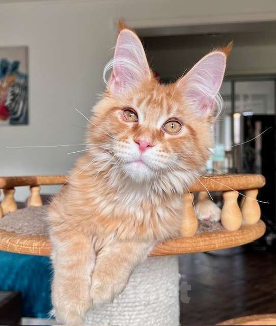 Кошки в Одинцово: Дэйв, рыжий котенок мейн кун Мальчик, 50 000 руб. - фото 4