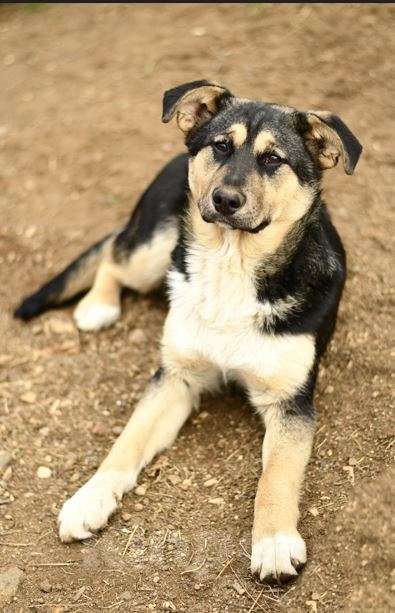 Собаки в Москве: щенок Ника ищет семью Девочка, Бесплатно - фото 4