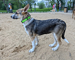 Собаки в Москве: Муза Девочка, Бесплатно - фото 2