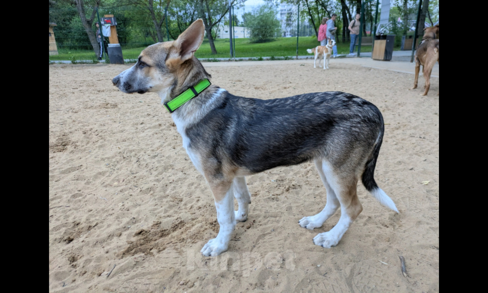 Собаки в Москве: Муза Девочка, Бесплатно - фото 2
