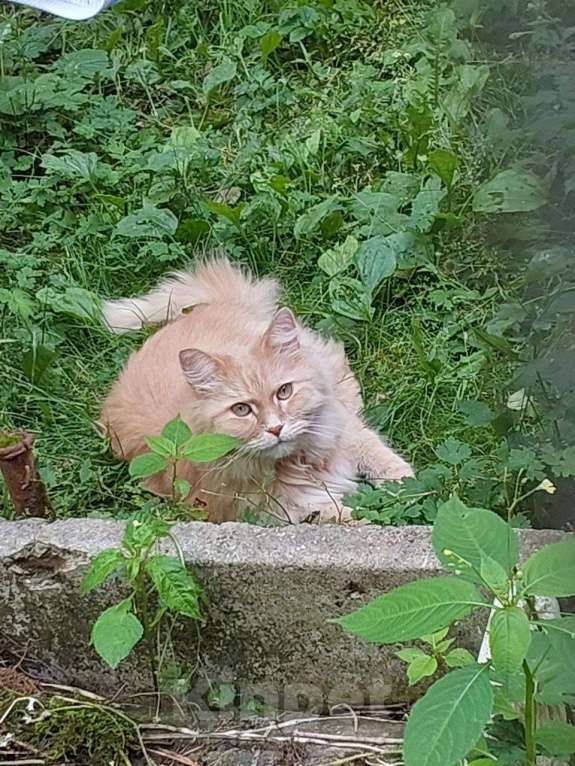 Кошки в Долгопрудном: Сиротинушка Тимка ждёт свою семью Мальчик, Бесплатно - фото 6