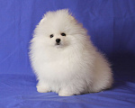 Собаки в Люберцах: Шикарный белый шпиц Мальчик, 50 000 руб. - фото 2