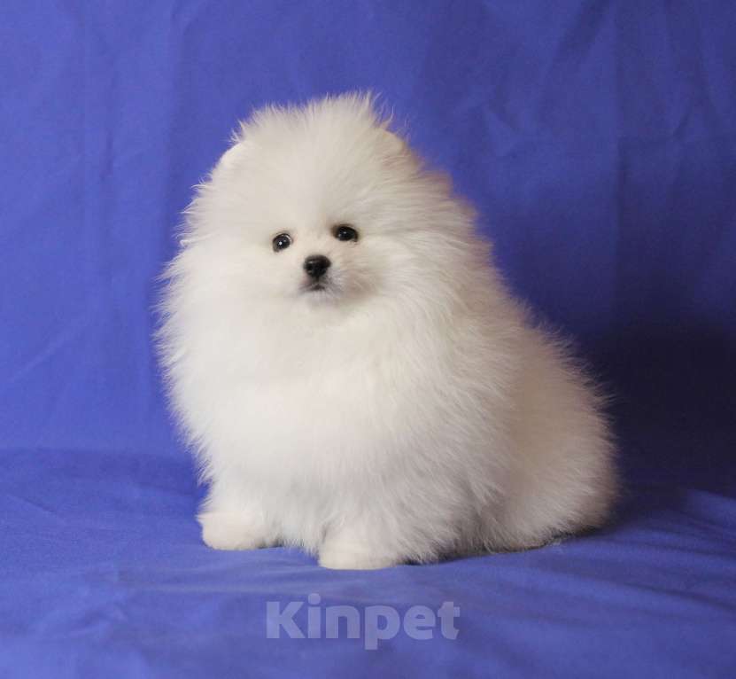 Собаки в Люберцах: Шикарный белый шпиц Мальчик, 50 000 руб. - фото 2